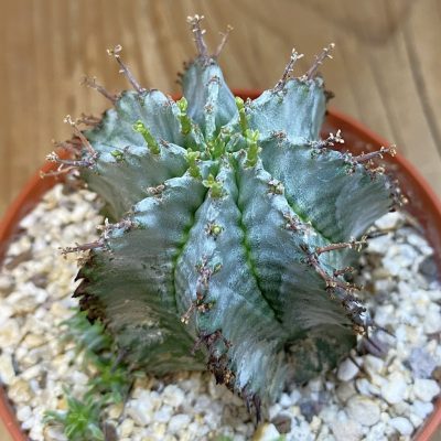 SH38795 Euphorbia horrida 'Alba' hybrid