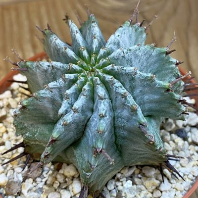 SH38796 Euphorbia horrida 'Alba' hybrid
