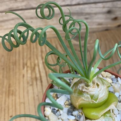 SH38797 Albuca spiralis