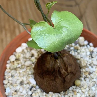 SH38799 Dioscorea elephantipes