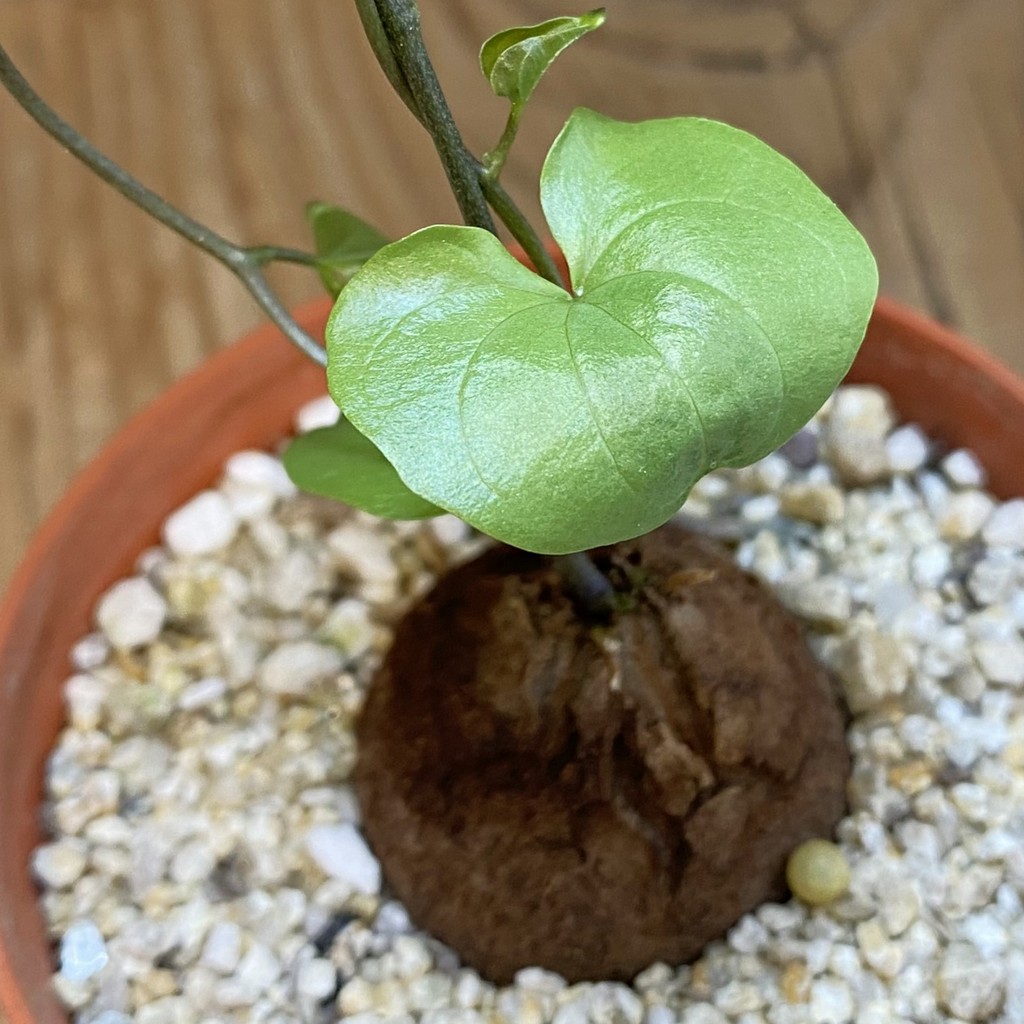 SH38799 Dioscorea elephantipes