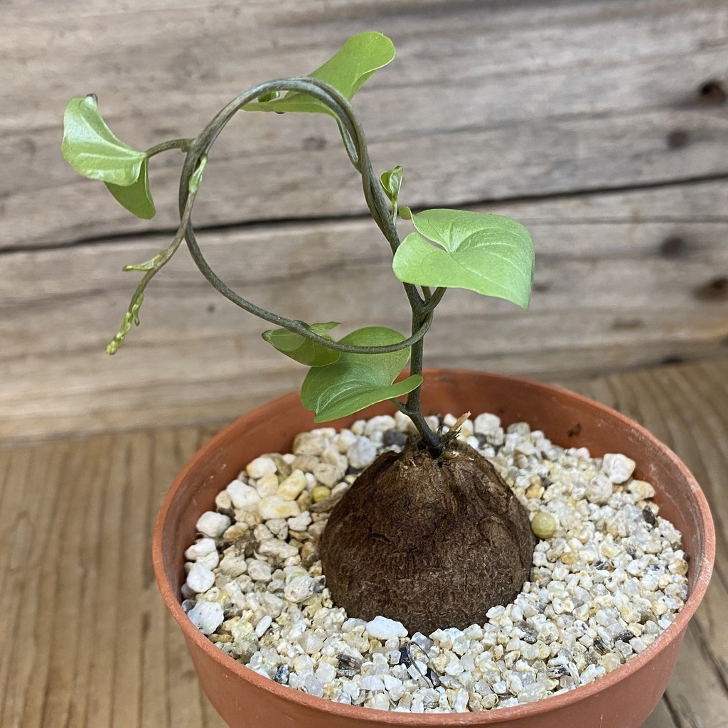SH38799 Dioscorea elephantipes - Image 2