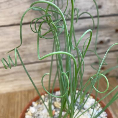 SH38800 Albuca spiralis