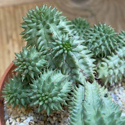 SH38801 Euphorbia susannae