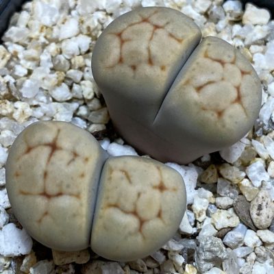 SH38803 Lithops karasmontana v. erniana