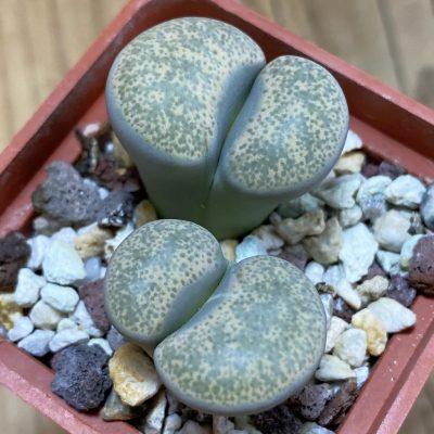 SH38804 Lithops terricolor