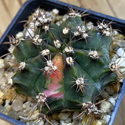 DP38898 Gymnocalycium mihanovichii f. variegata hybrid