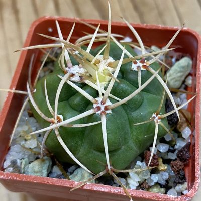 DP38899 Gymnocalycium multiflorum