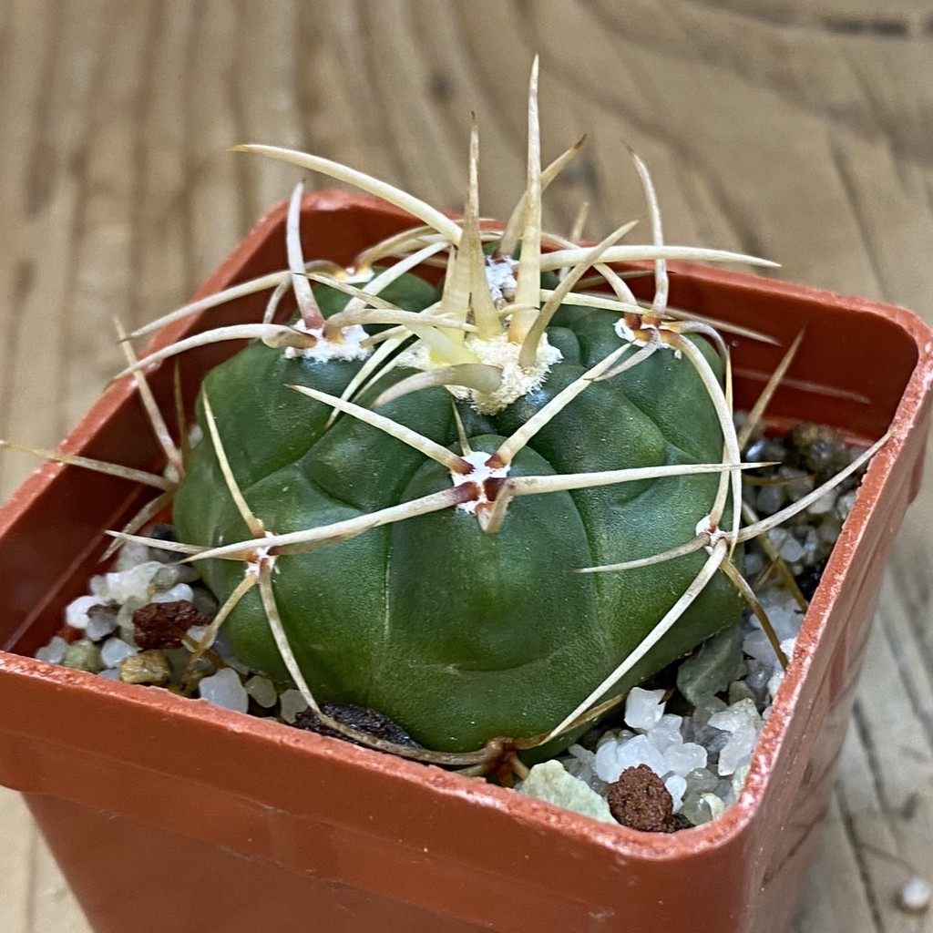 DP38899 Gymnocalycium multiflorum - Image 2