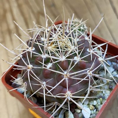DP38900 Gymnocalycium neuhuberi
