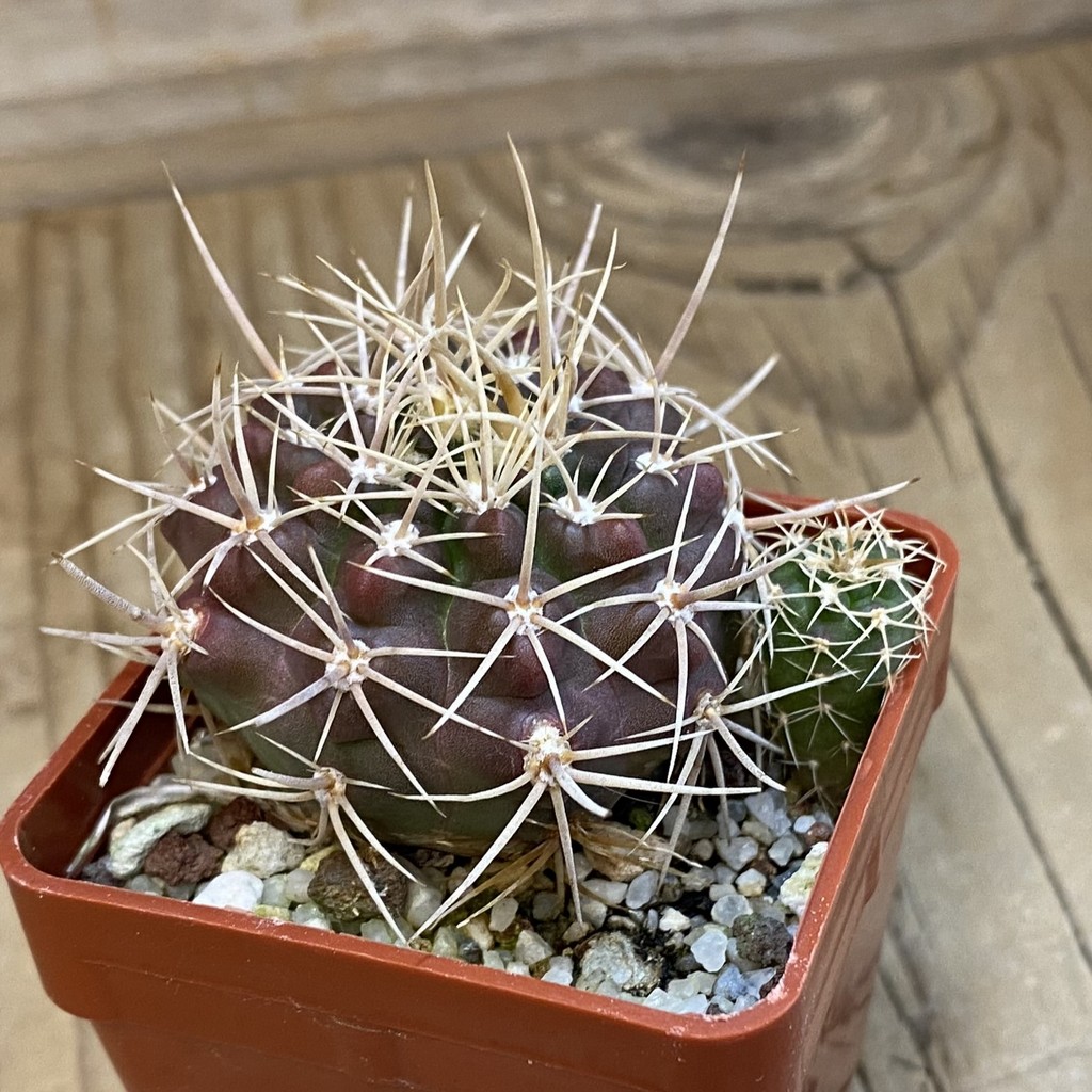 DP38900 Gymnocalycium neuhuberi - Image 2