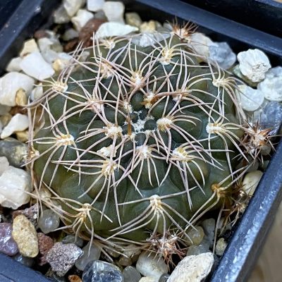 DP38901 Gymnocalycium capillaense