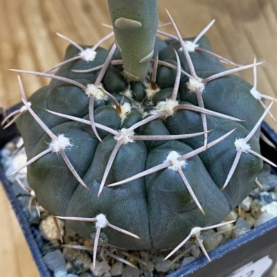 DP38902 Gymnocalycium ochoterenae