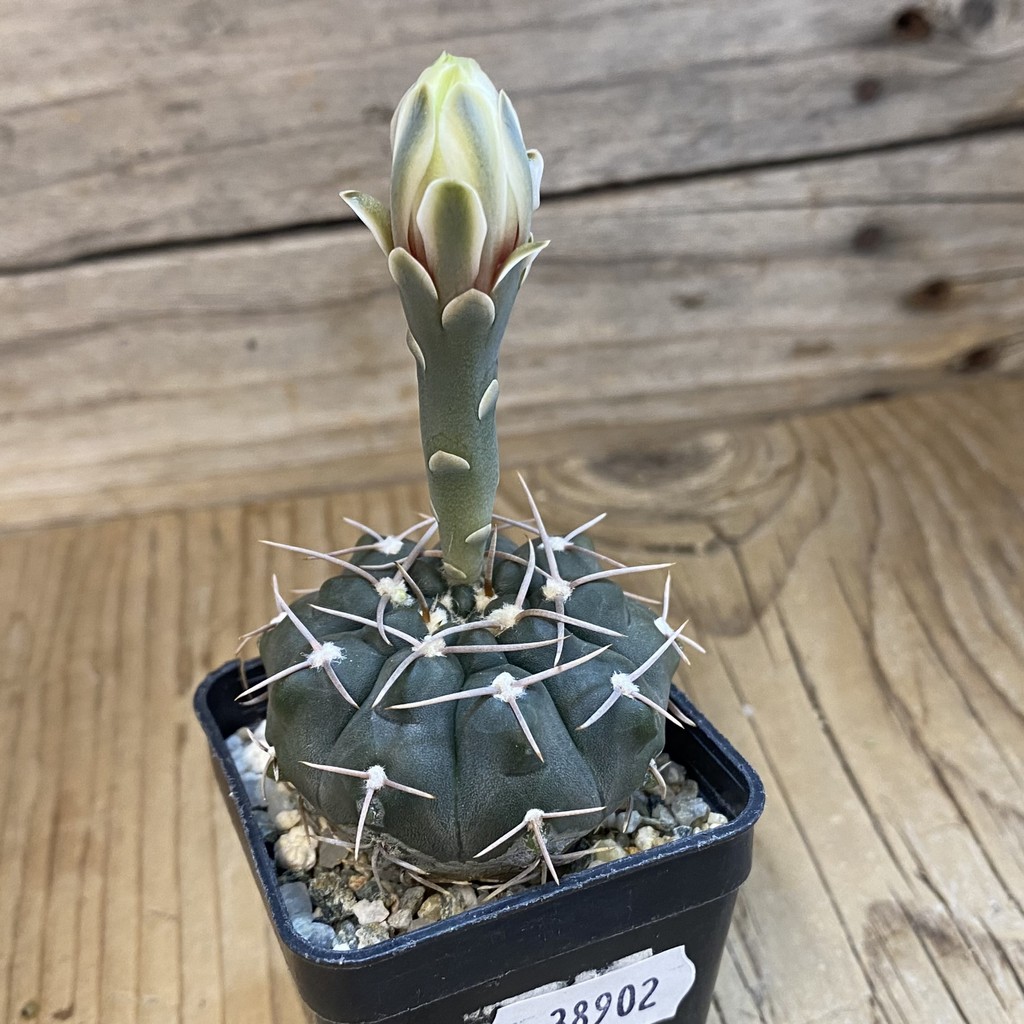 DP38902 Gymnocalycium ochoterenae - Image 2