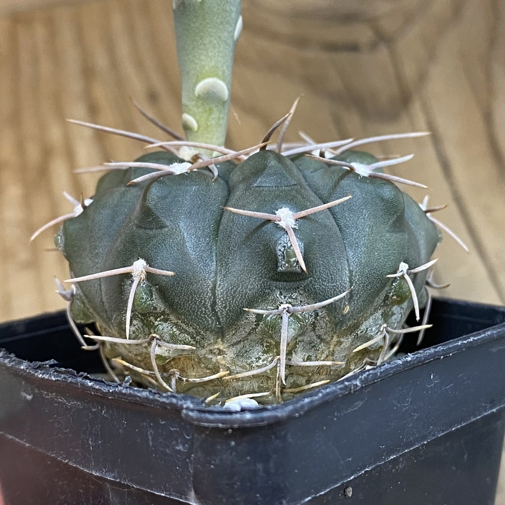 DP38902 Gymnocalycium ochoterenae - Image 3