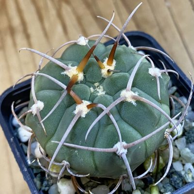DP38903 Gymnocalycium bayrianum