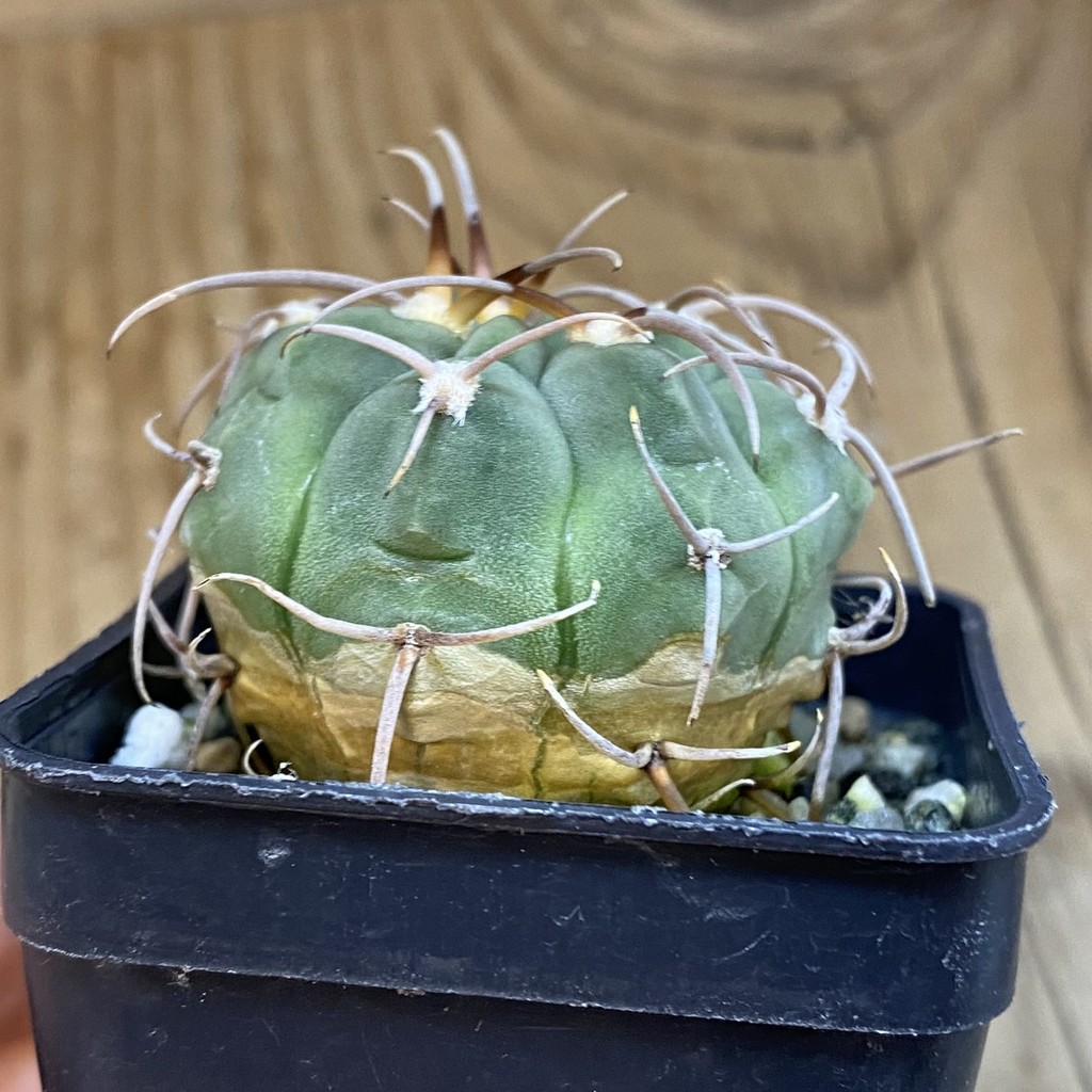 DP38903 Gymnocalycium bayrianum - Image 2