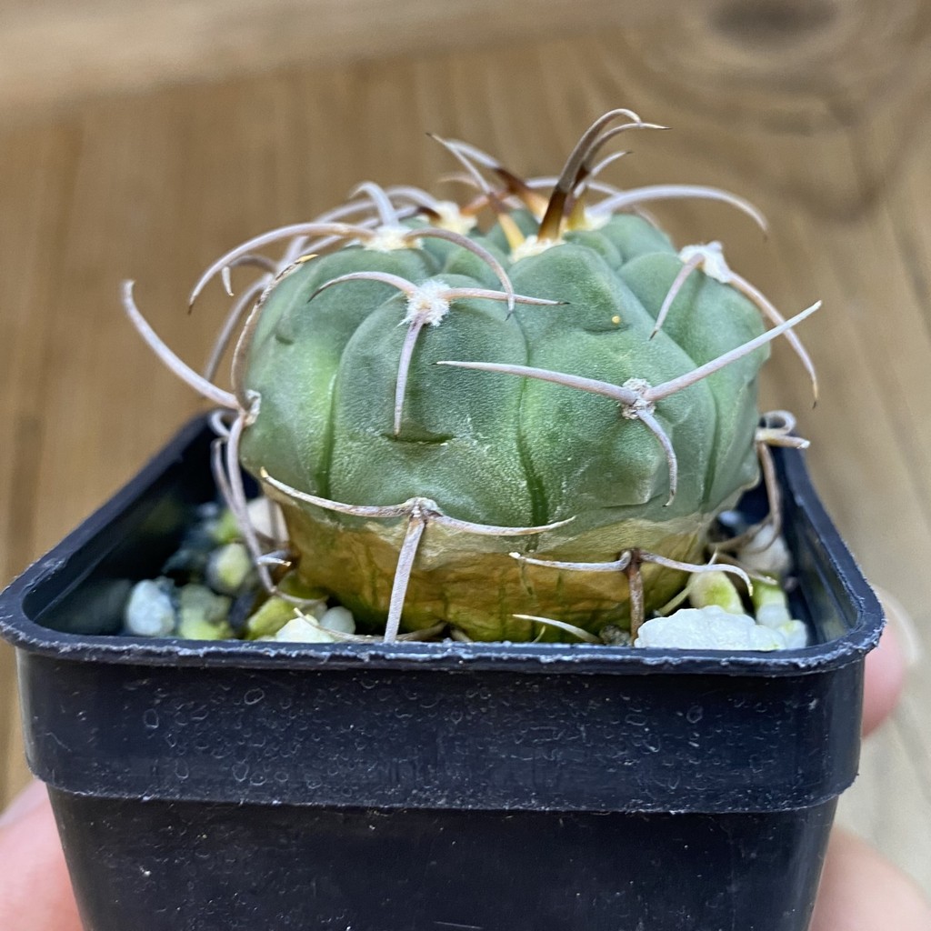DP38903 Gymnocalycium bayrianum - Image 3