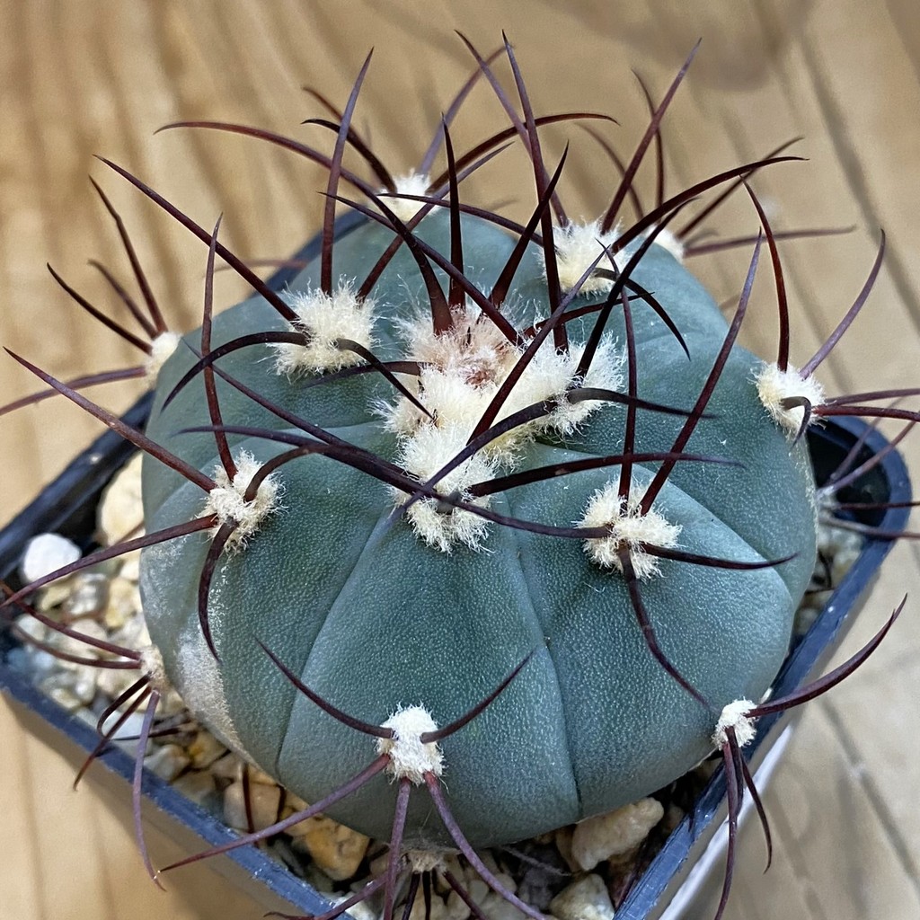 DP38905 ymnocalycium cabreraense VOS 2122