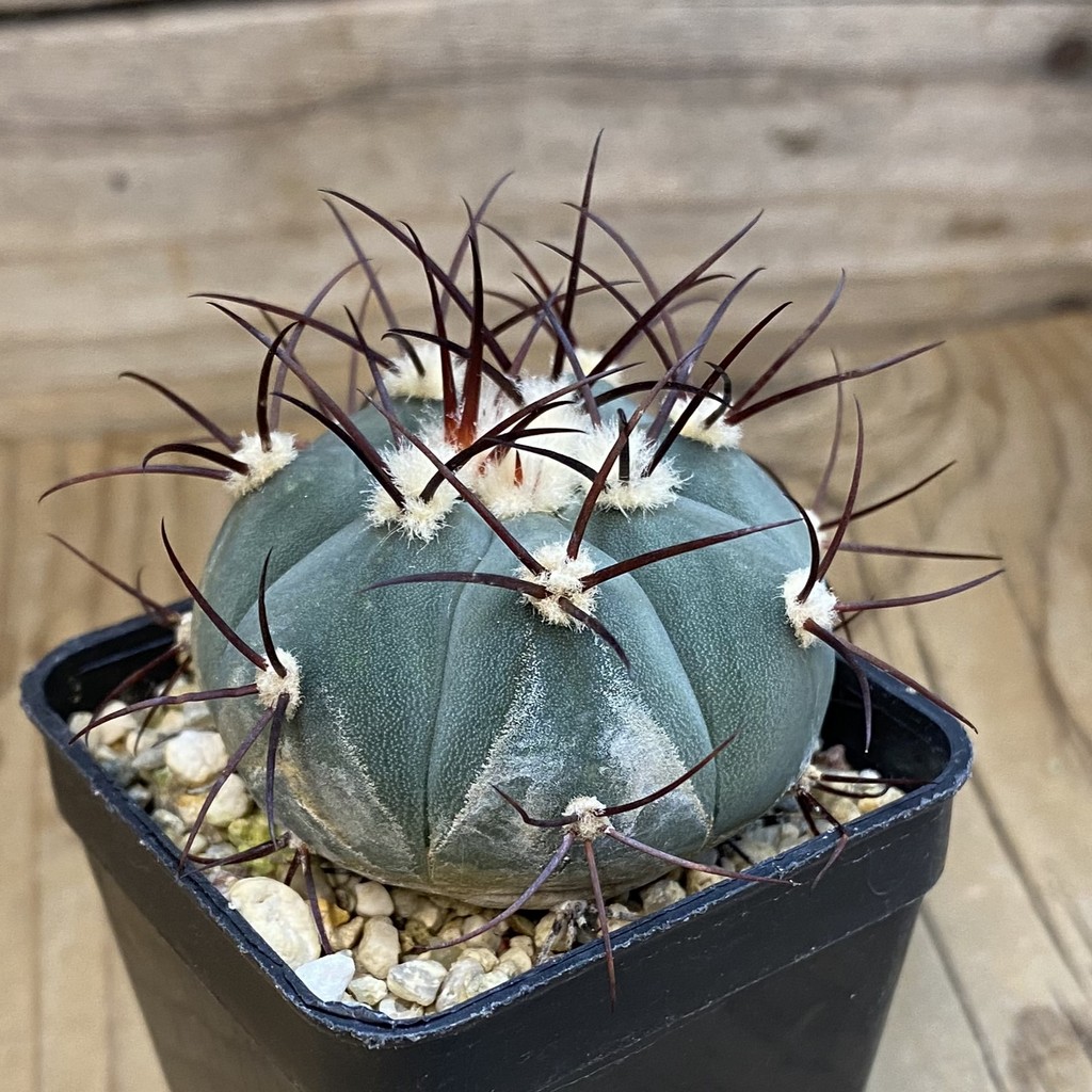 DP38905 ymnocalycium cabreraense VOS 2122 - Image 2