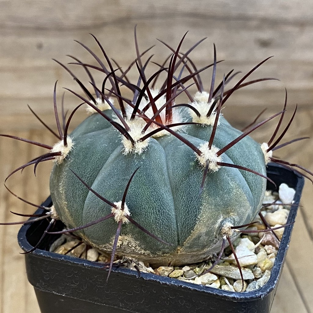 DP38905 ymnocalycium cabreraense VOS 2122 - Image 3