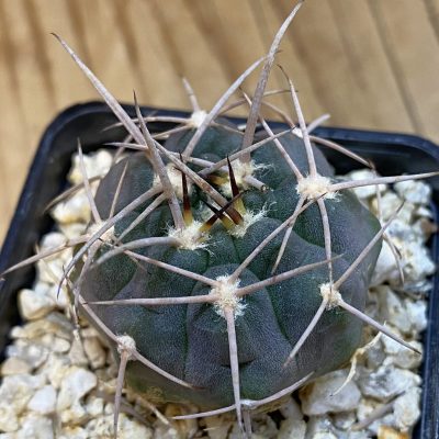 DP38906 Gymnocalycium nidulans VG 199