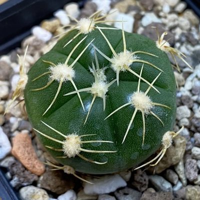 DP38907 Gymnocalycium denudatum