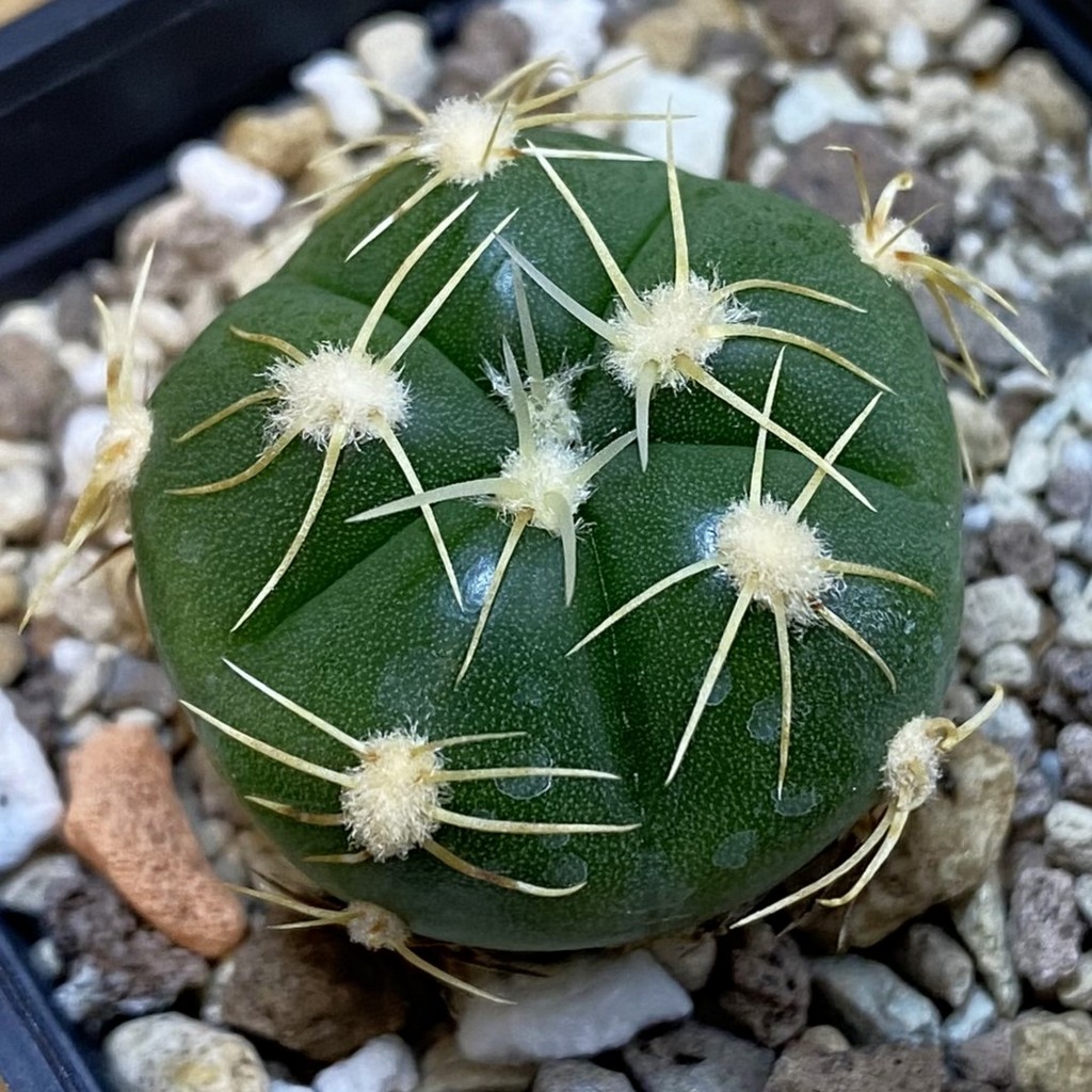 DP38907 Gymnocalycium denudatum