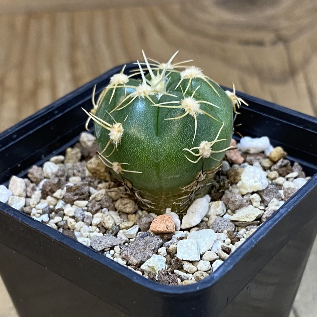DP38907 Gymnocalycium denudatum - Image 2