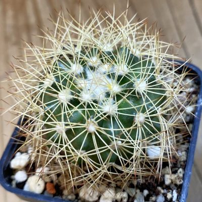 DP38909 Discocactus horstiorum MH 738