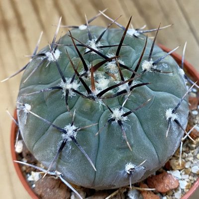 DP38911 Gymnocalycium esperanzae -Nueva Esperanza-