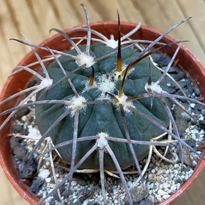 DP38912 Gymnocalycium spegazzinii VS120