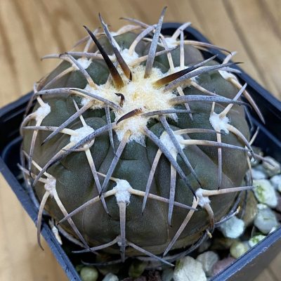 DP38913 Gymnocalycium spegazzinii v. major