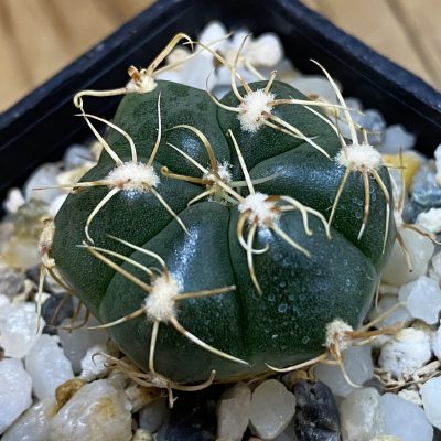 DP38914 Gymnocalycium denudatum 'Suba'
