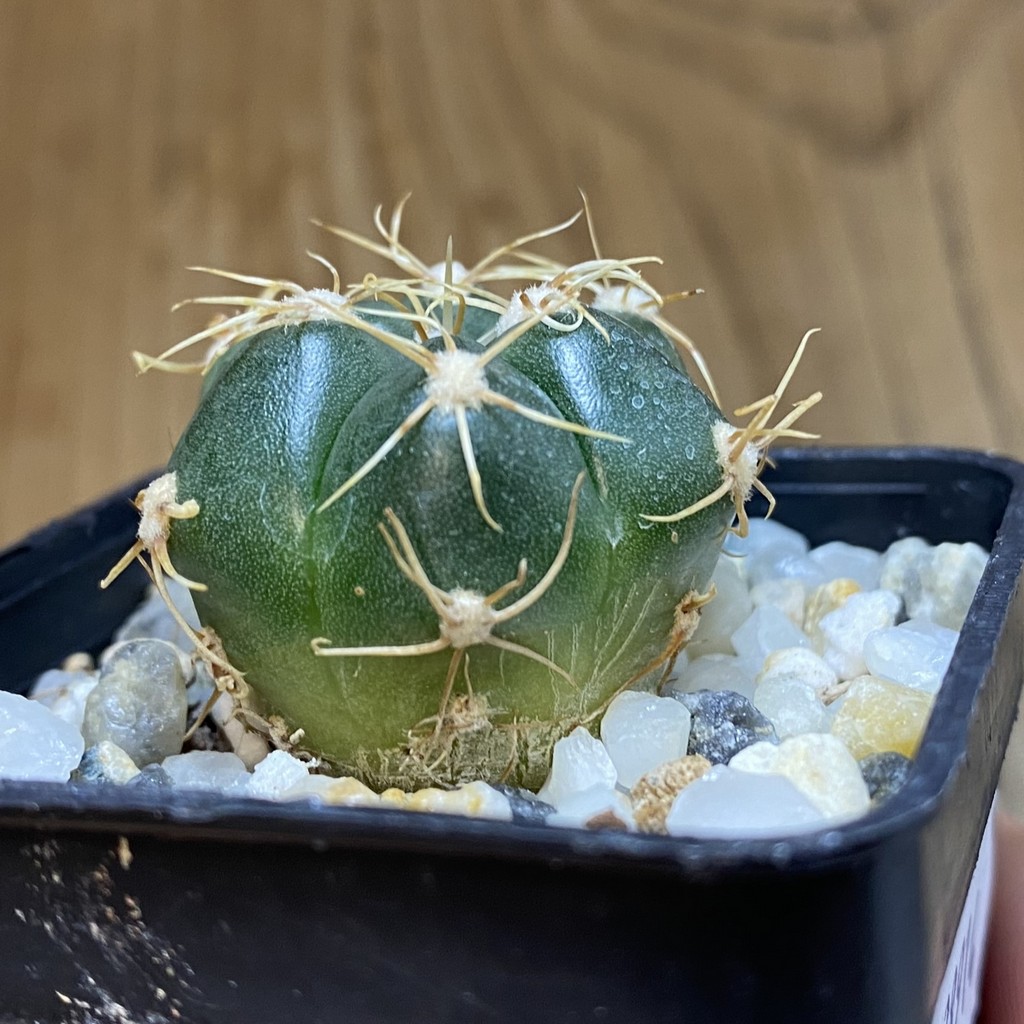 DP38914 Gymnocalycium denudatum 'Suba' - Image 2