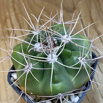 DP38915 Gymnocalycium valnicekianum