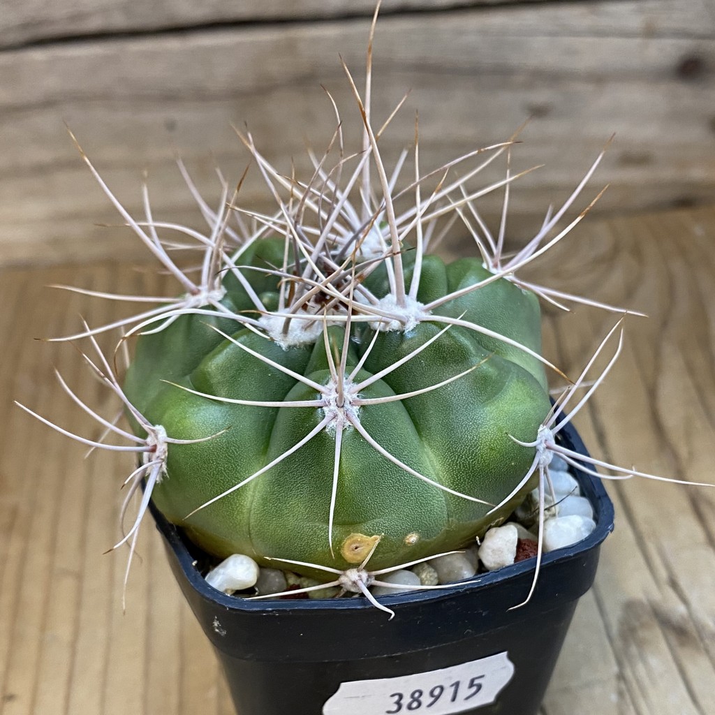 DP38915 Gymnocalycium valnicekianum - Image 2
