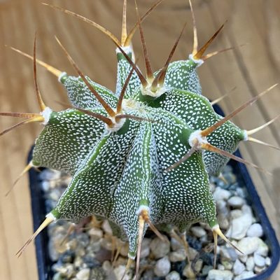 DP38873 Astrophytum ornatum