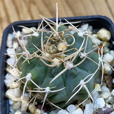 DP38916 Gymnocalycium intertextum -Long spines-