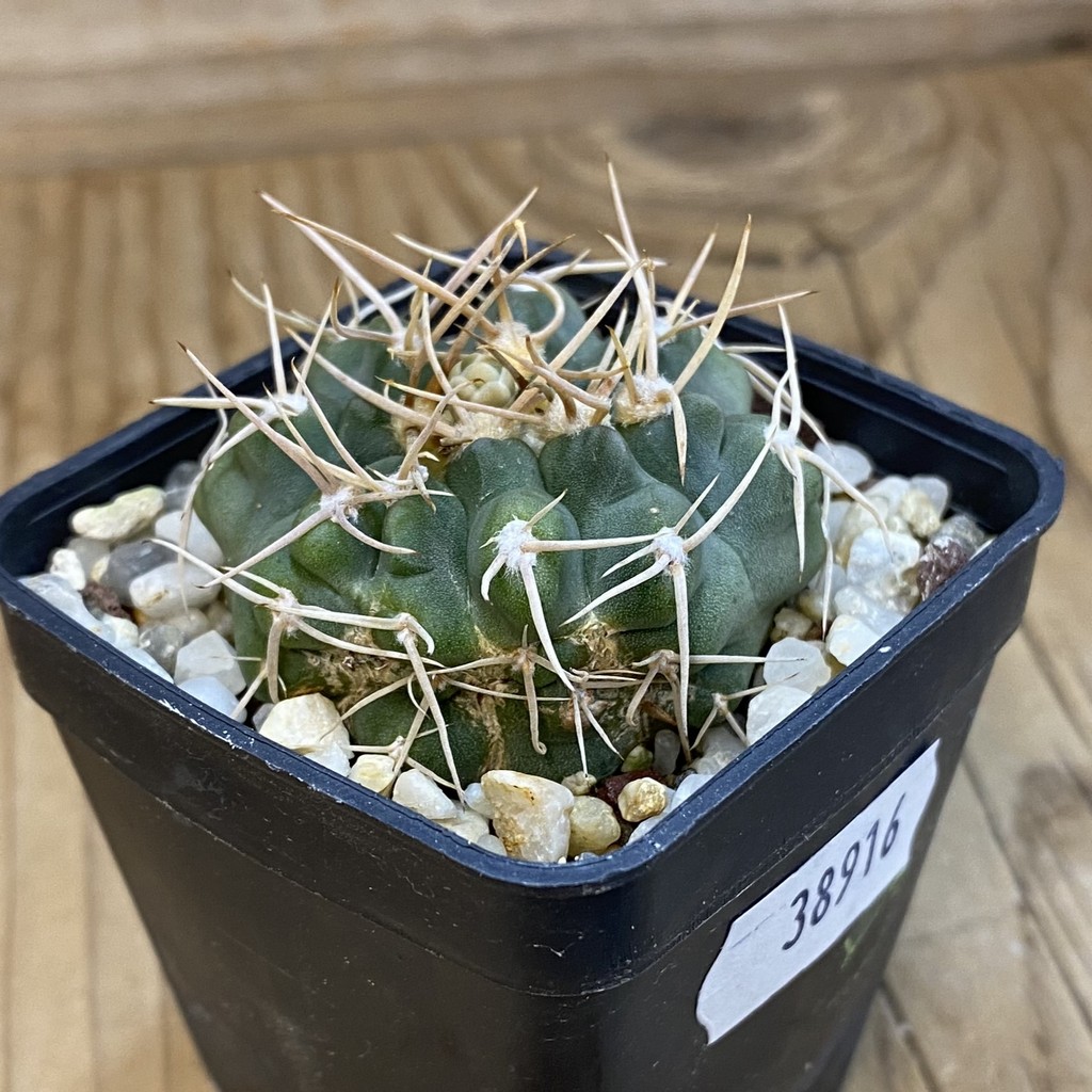 DP38916 Gymnocalycium intertextum -Long spines- - Image 2