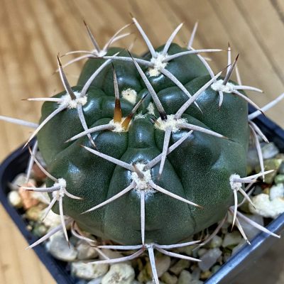 DP38917 Gymnocalycium orientale v. vikulovii Tom 15-756