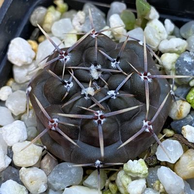 DP38918 Gymnocalycium borthii LB301