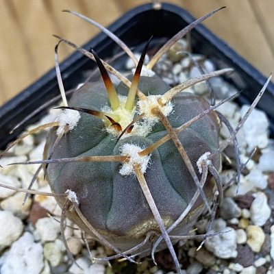 DP38919 Gymnocalycium armatum MT16-661