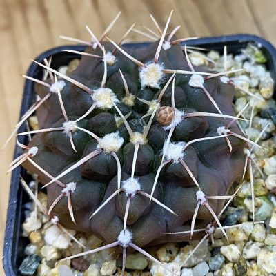 DP38920 Gymnocalycium ochoterenae