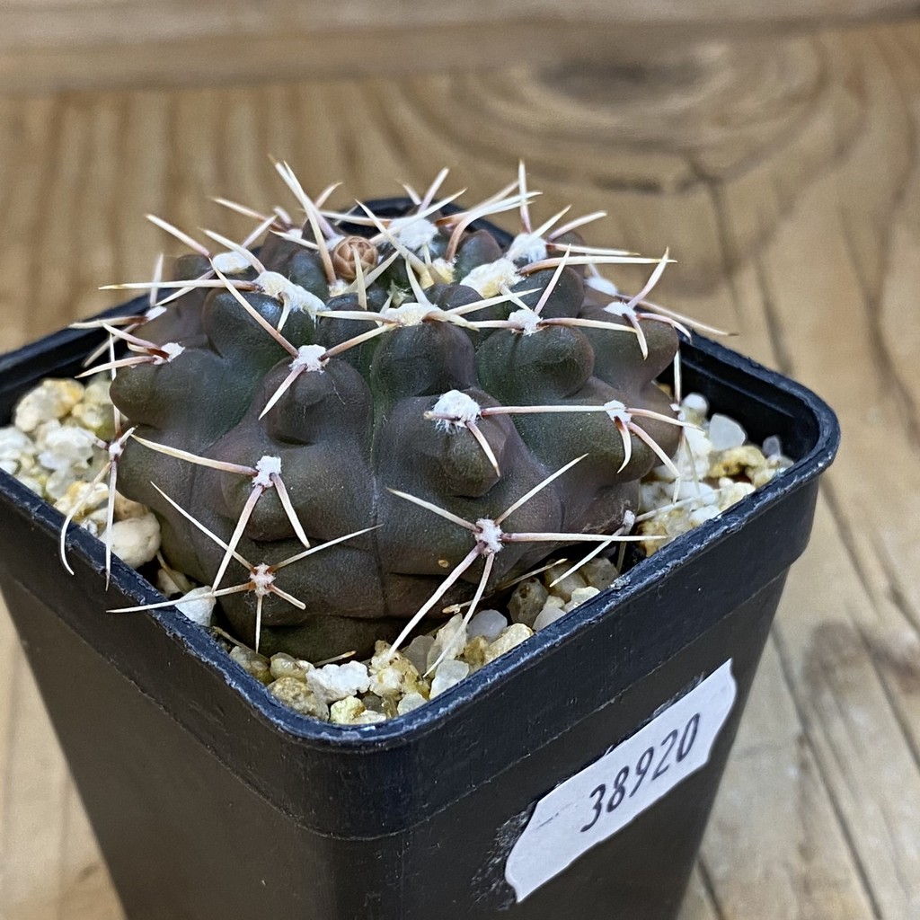 DP38920 Gymnocalycium ochoterenae - Image 2