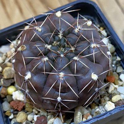 DP38921 Gymnocalycium obductum