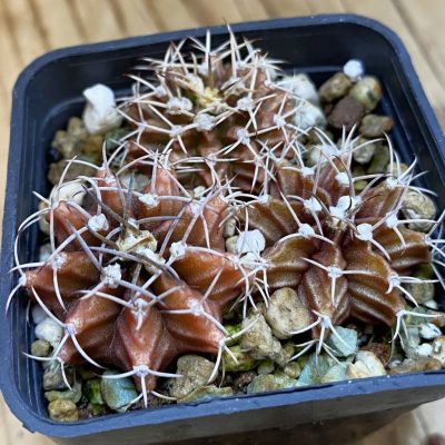 DP38923 Gymnocalycium mihanovichii mix