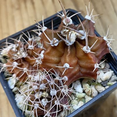 DP38924 Gymnocalycium mihanovichii mix