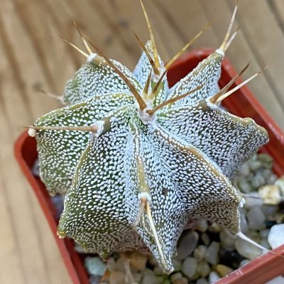 DP38874 Astrophytum ornatum