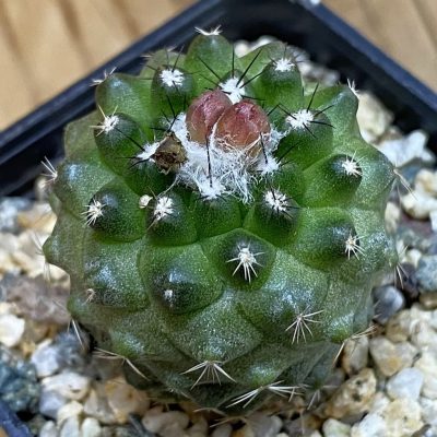 DP38928 Copiapoa humilis v. longispina